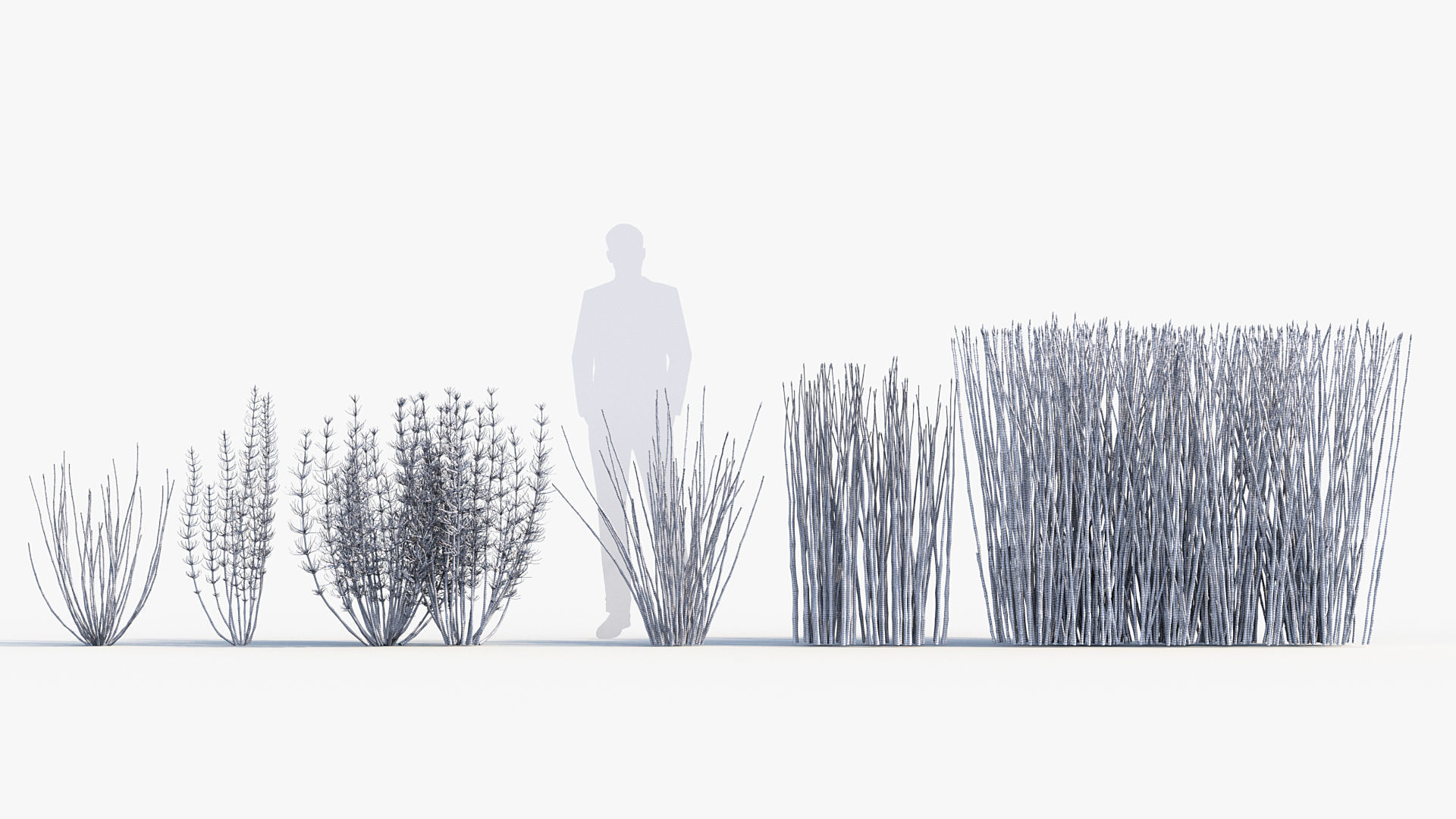 Equisetum hyemale Scouring rush 3D model_8