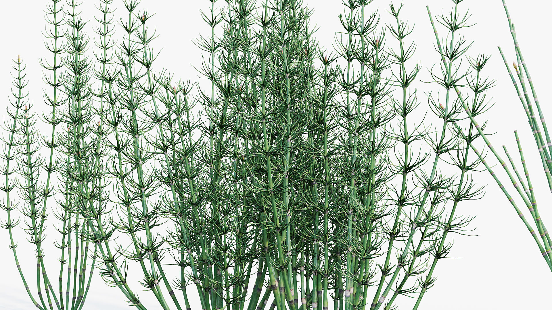 Equisetum hyemale Scouring rush 3D model_7