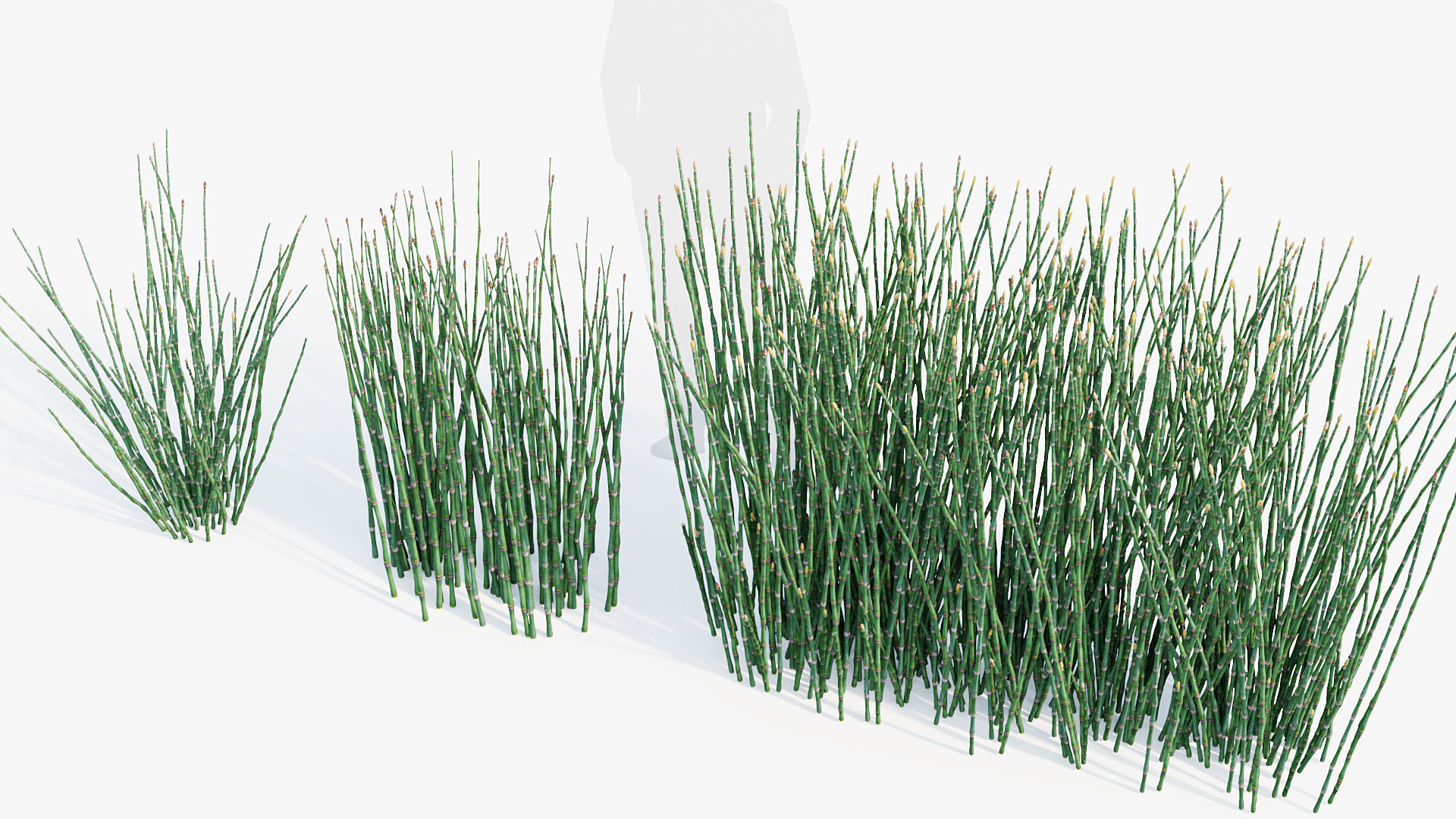 Equisetum hyemale Scouring rush 3D model_6