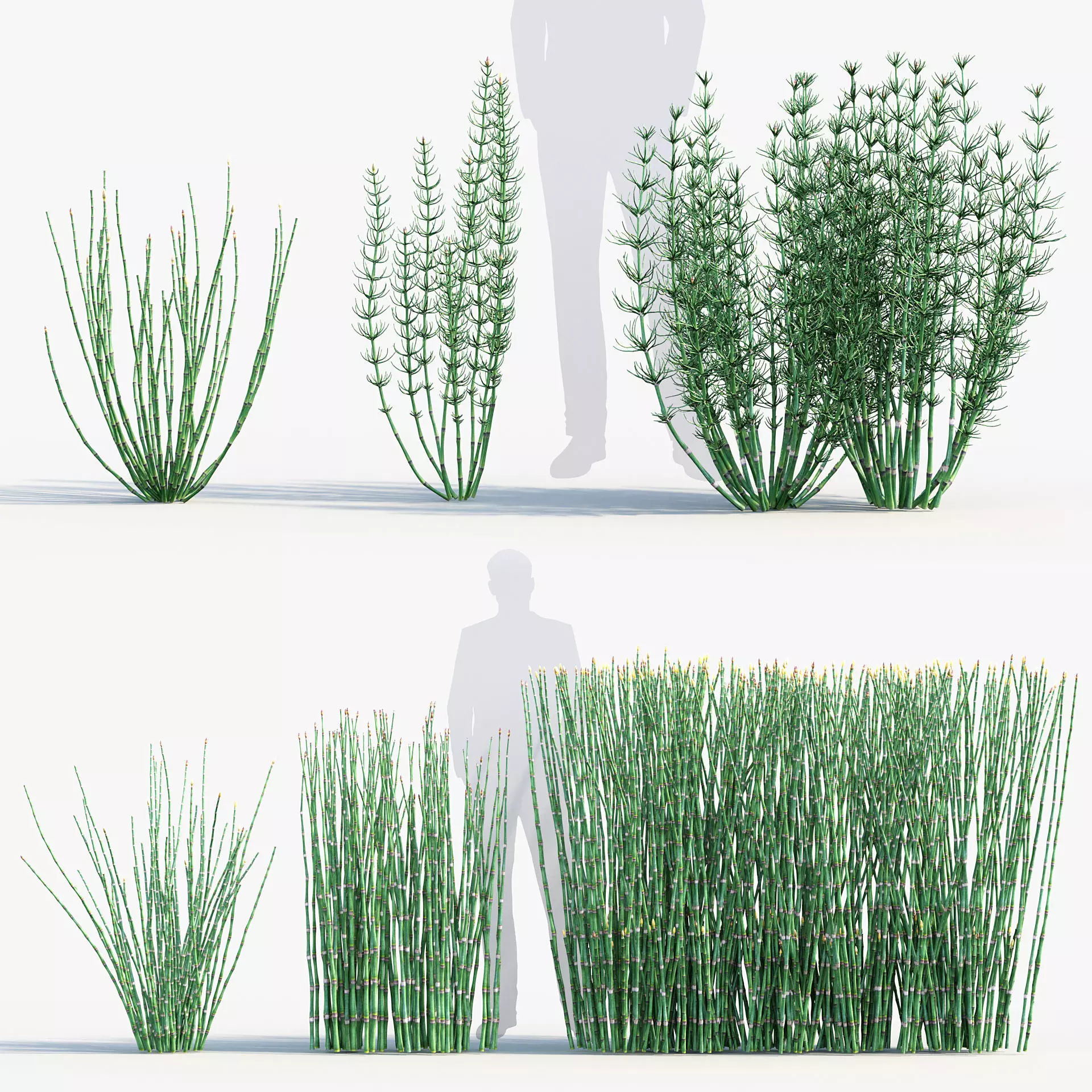 Equisetum hyemale Scouring rush 3D model_0