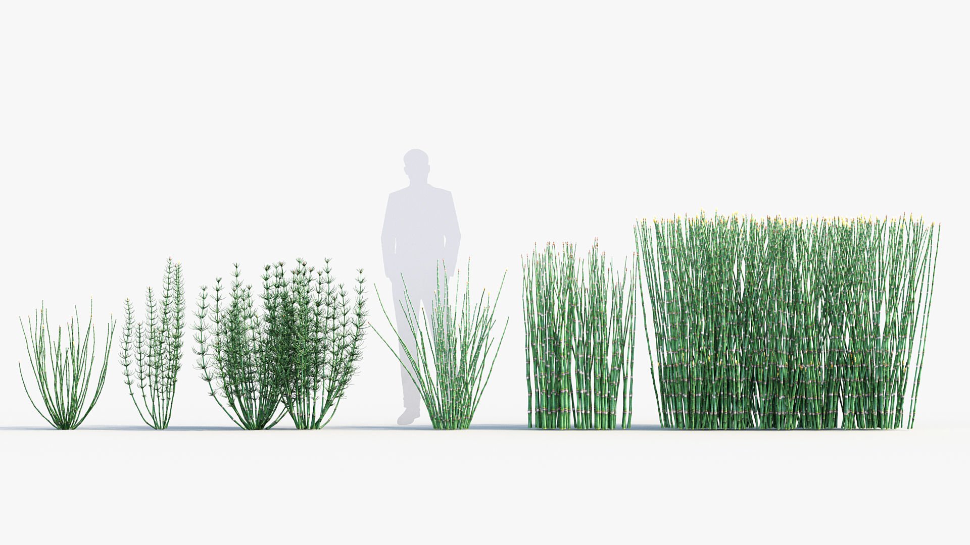Equisetum hyemale Scouring rush 3D model_1