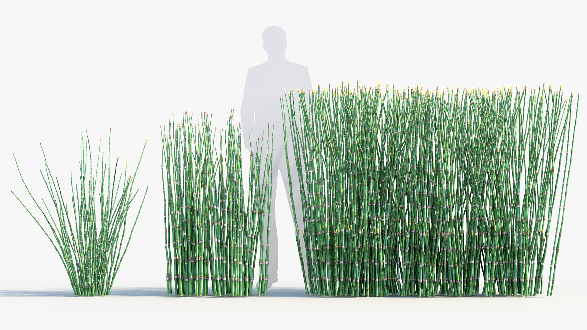 Equisetum hyemale Scouring rush 3D model_3
