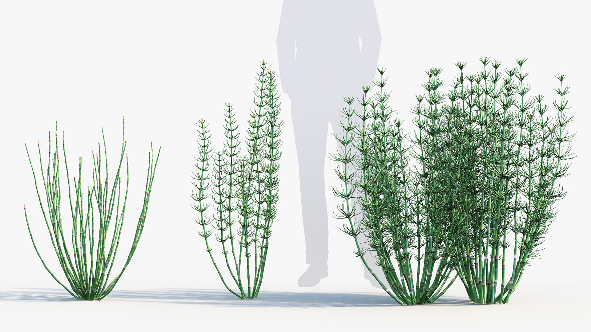 Equisetum hyemale Scouring rush 3D model_2