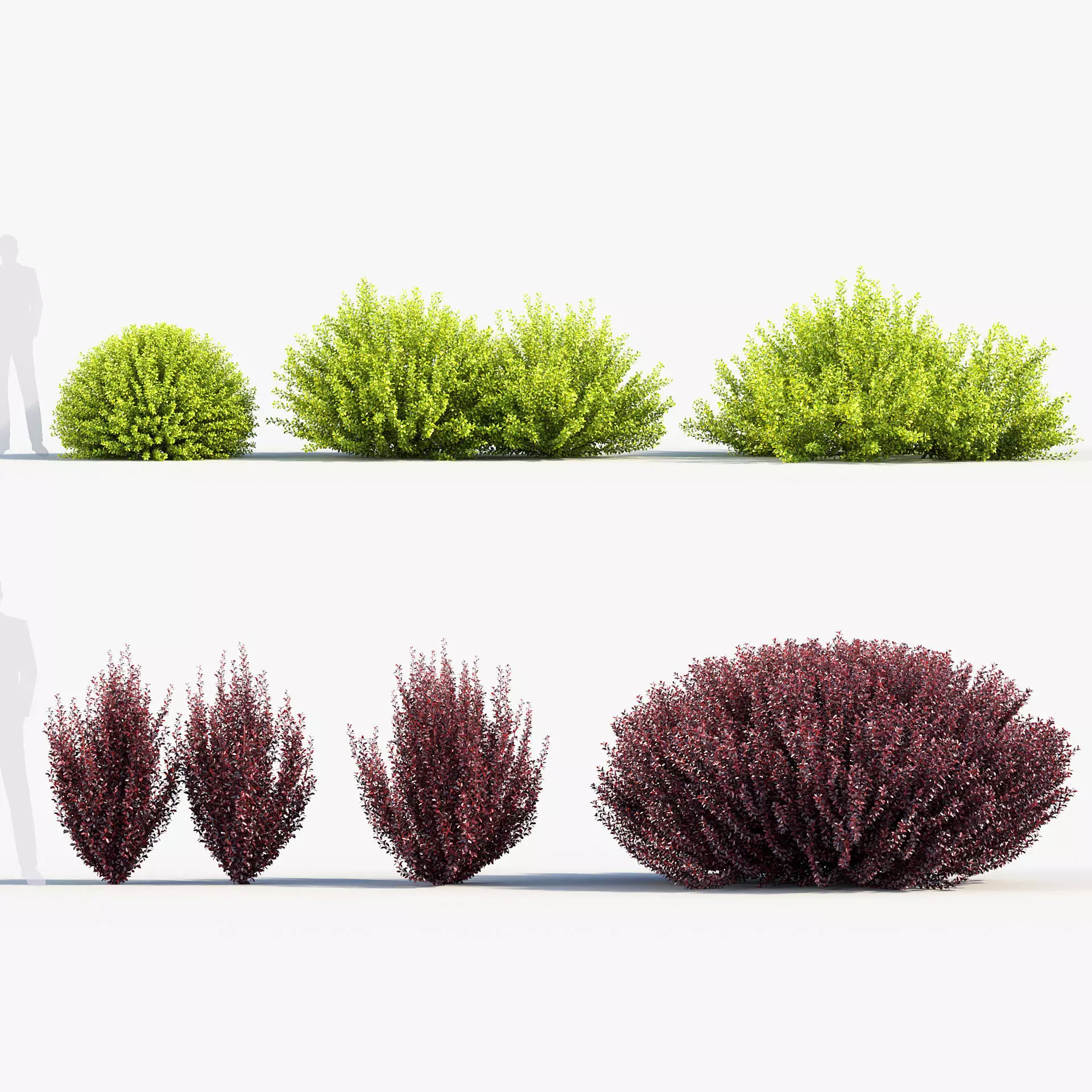 Berberis thunbergii - Japanese barberry 3D model