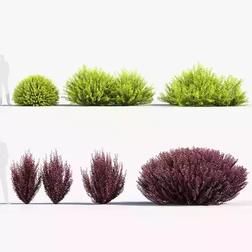 Berberis thunbergii Japanese barberry