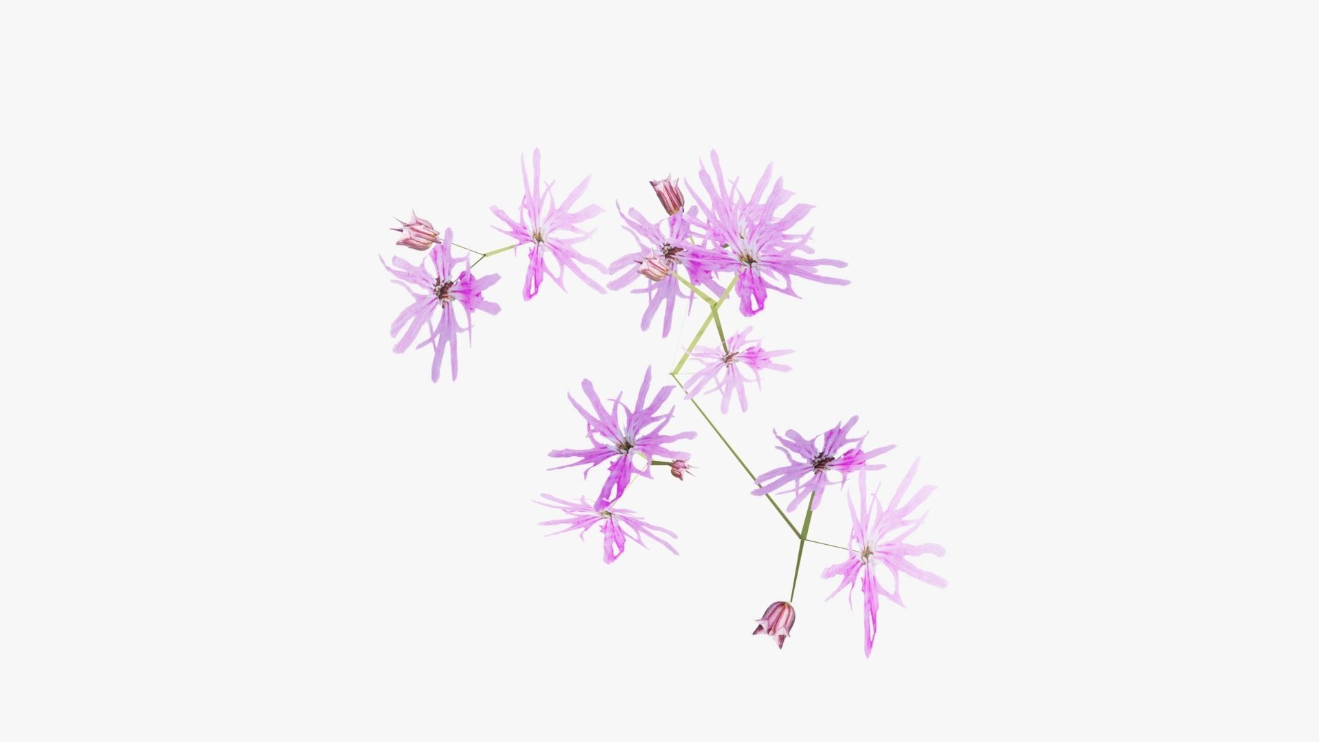 Pink Wild Flower Field 3D model_8