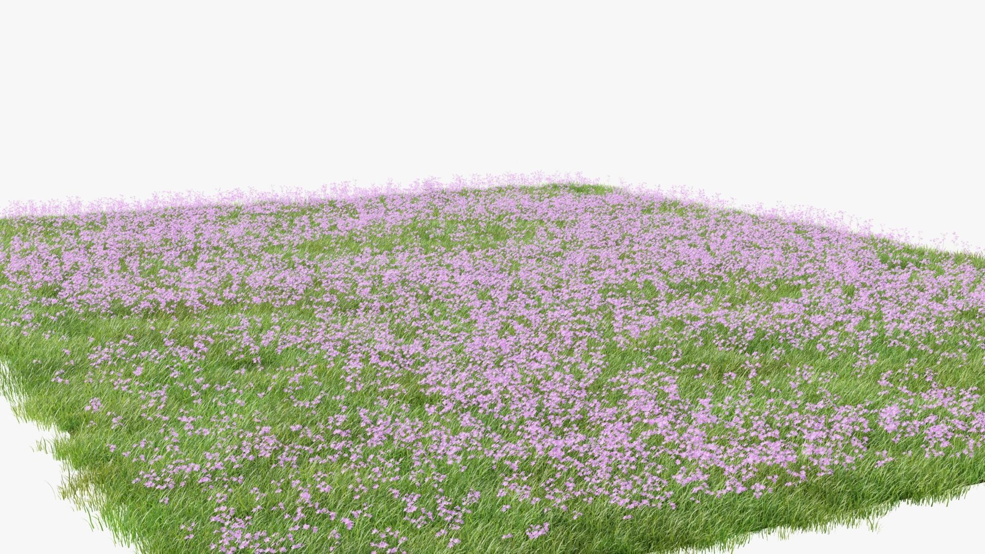 Pink Wild Flower Field 3D model_1