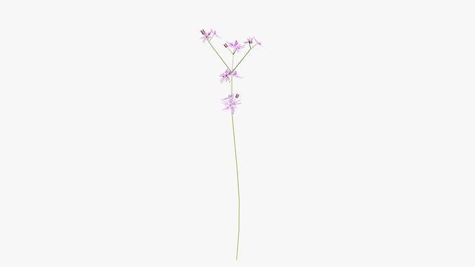 Pink Wild Flower Field 3D model 7