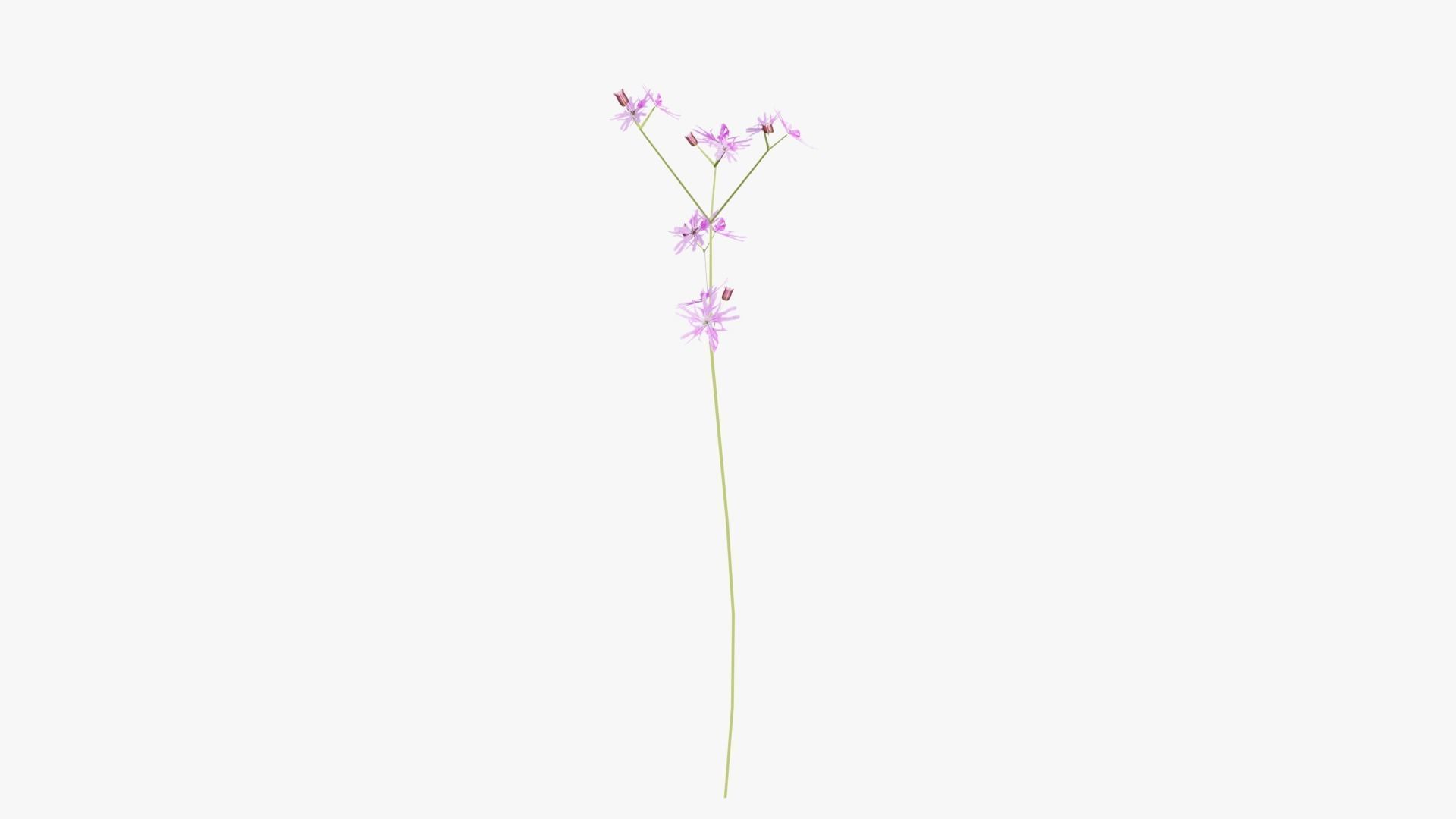 Pink Wild Flower Field 3D model_6