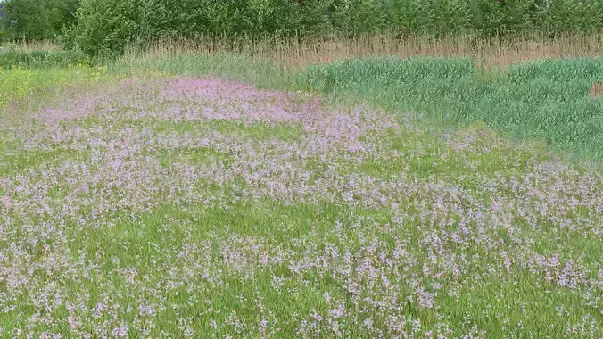 Pink Wild Flower Field 3D model