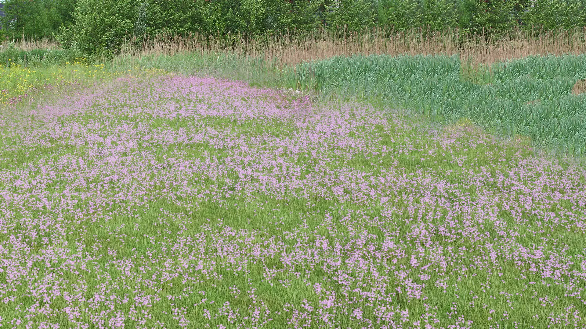 Pink Wild Flower Field 3D model_0