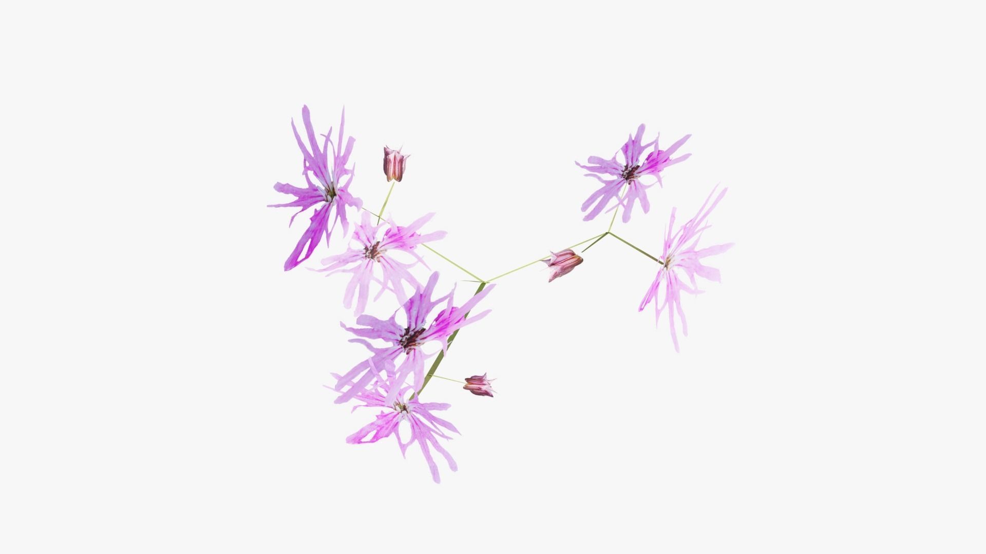 Pink Wild Flower Field 3D model_11