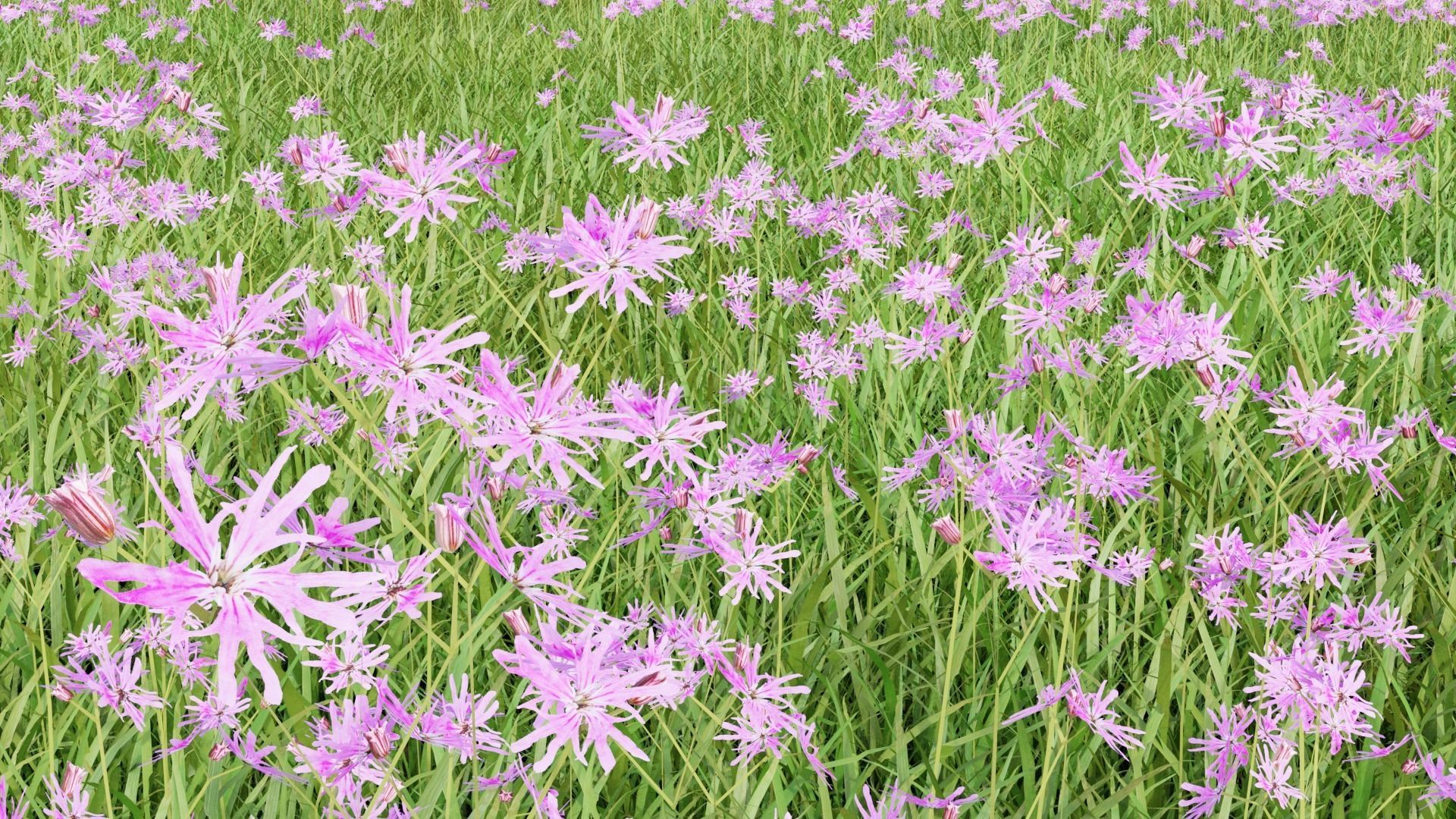 Pink Wild Flower Field 3D model_2