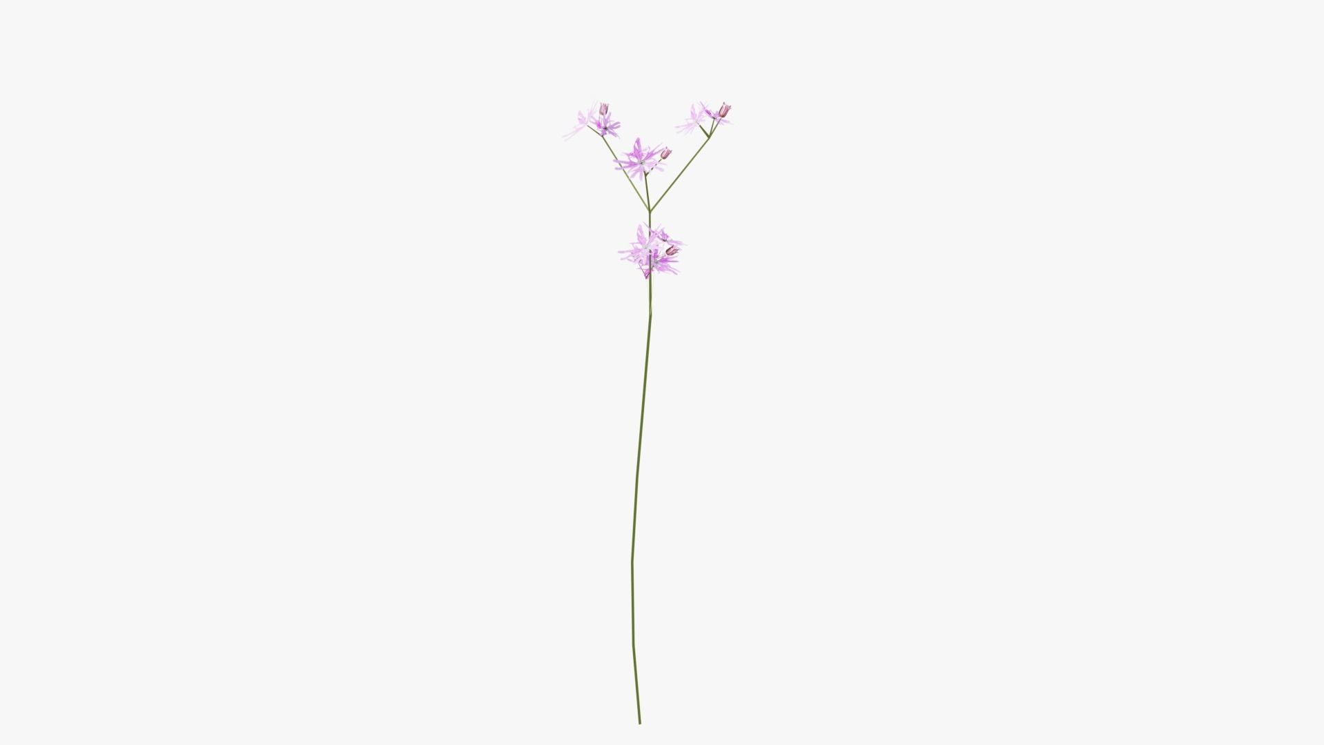 Pink Wild Flower Field 3D model_7