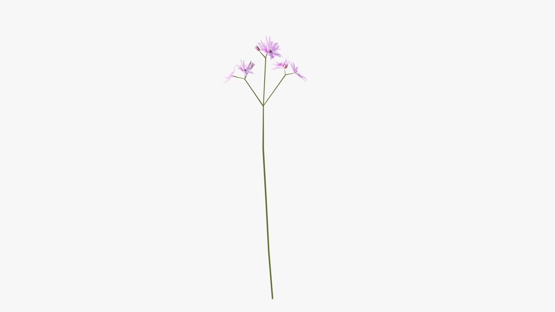 Pink Wild Flower Field 3D model_10