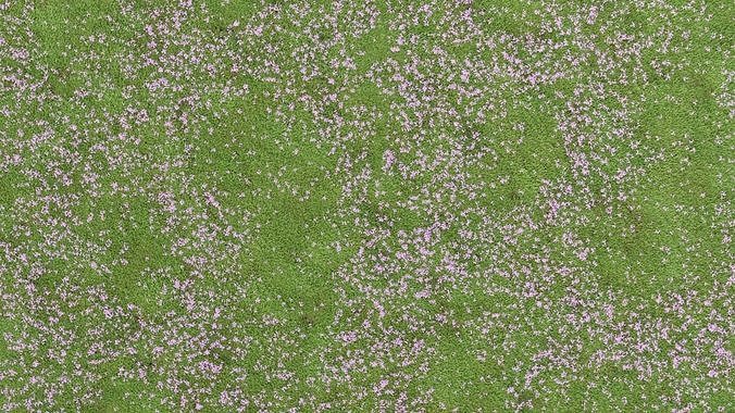 Pink Wild Flower Field 3D model 6