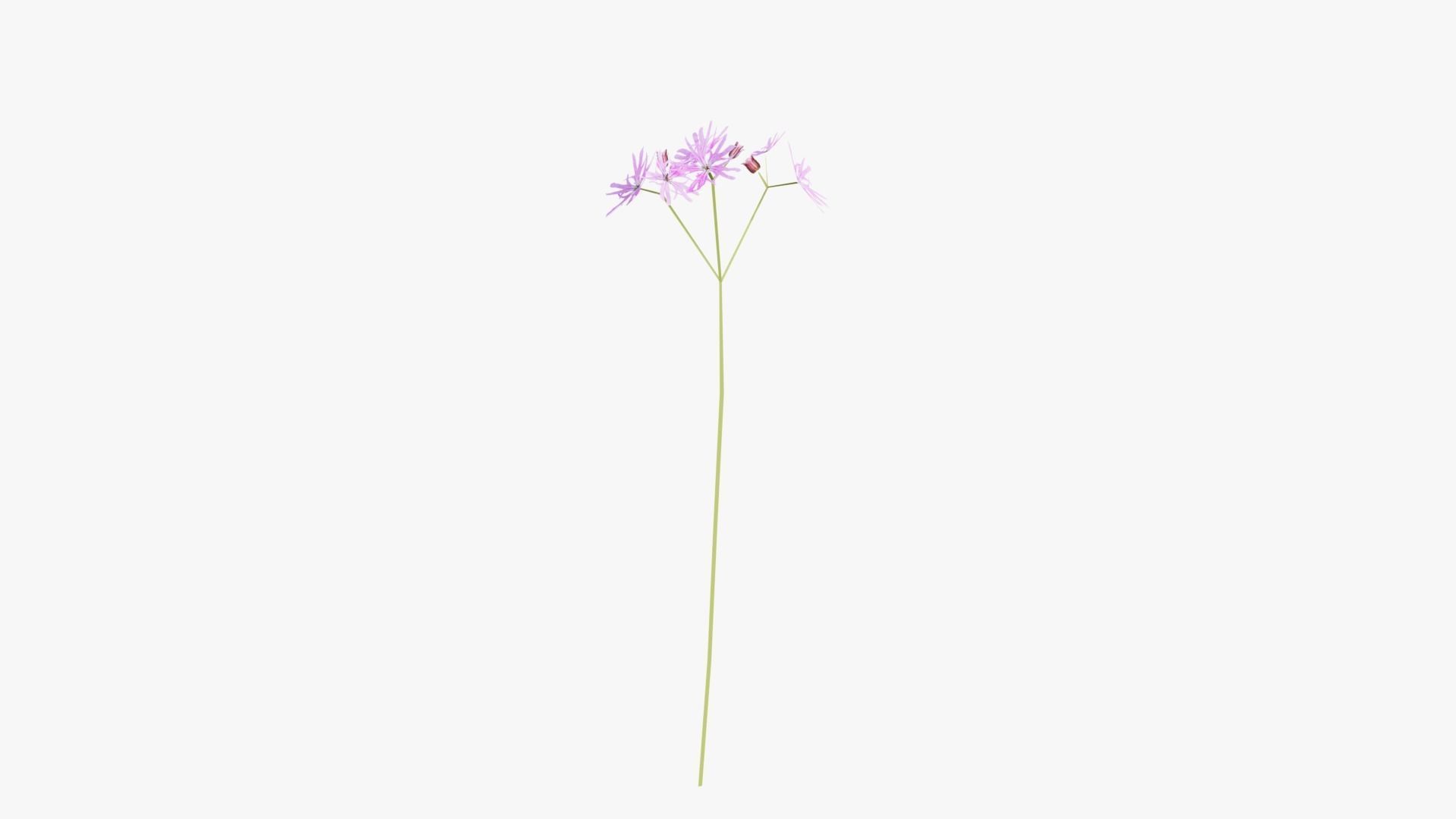 Pink Wild Flower Field 3D model_9