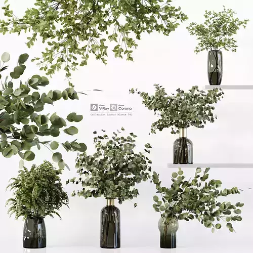 Collection Indoor Plants 042