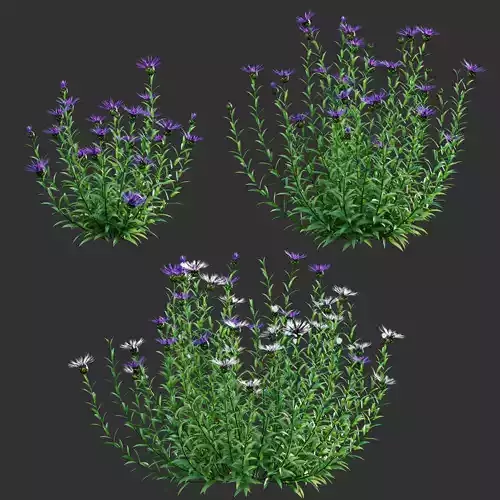 Centaurea - Cornflower - Bachelor button 01