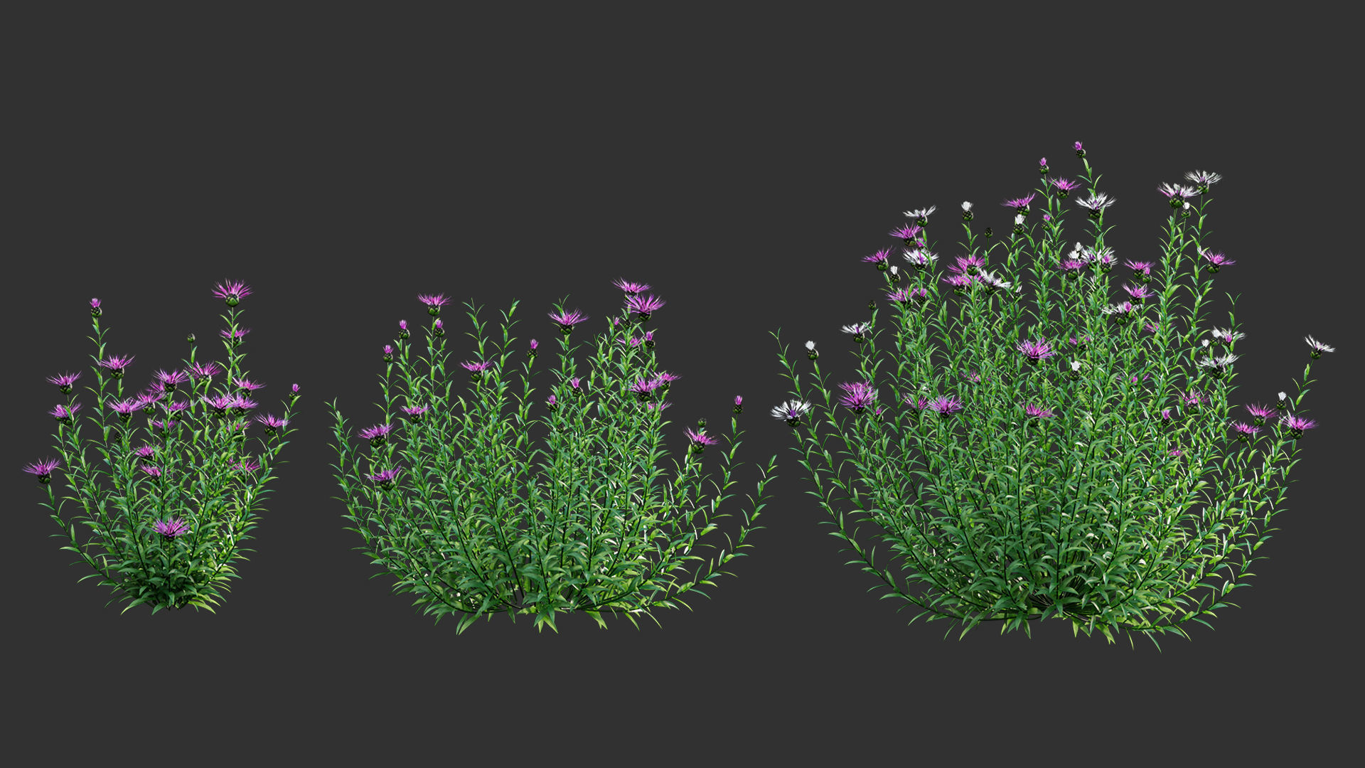 Centaurea - Cornflower - Bachelor button 01 3D model_4