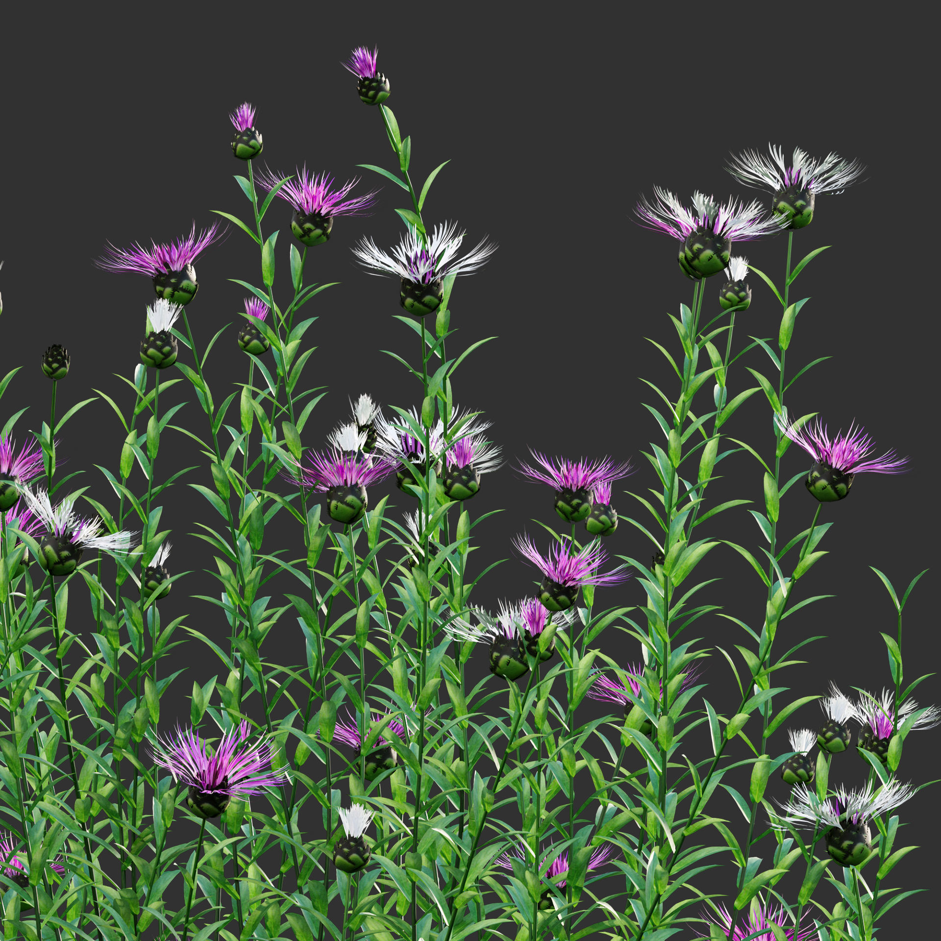 Centaurea - Cornflower - Bachelor button 01 3D model_2