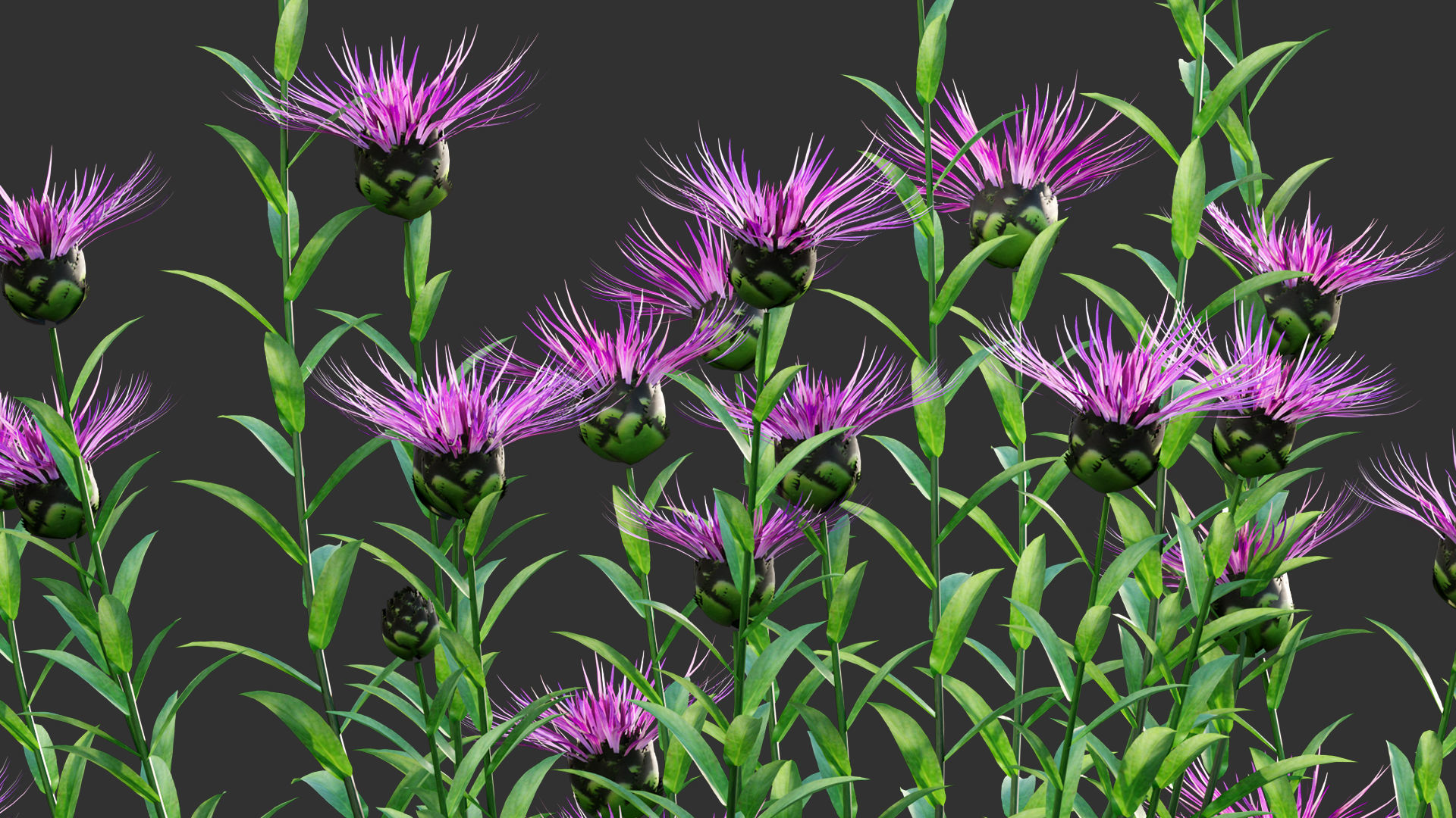 Centaurea - Cornflower - Bachelor button 01 3D model_6