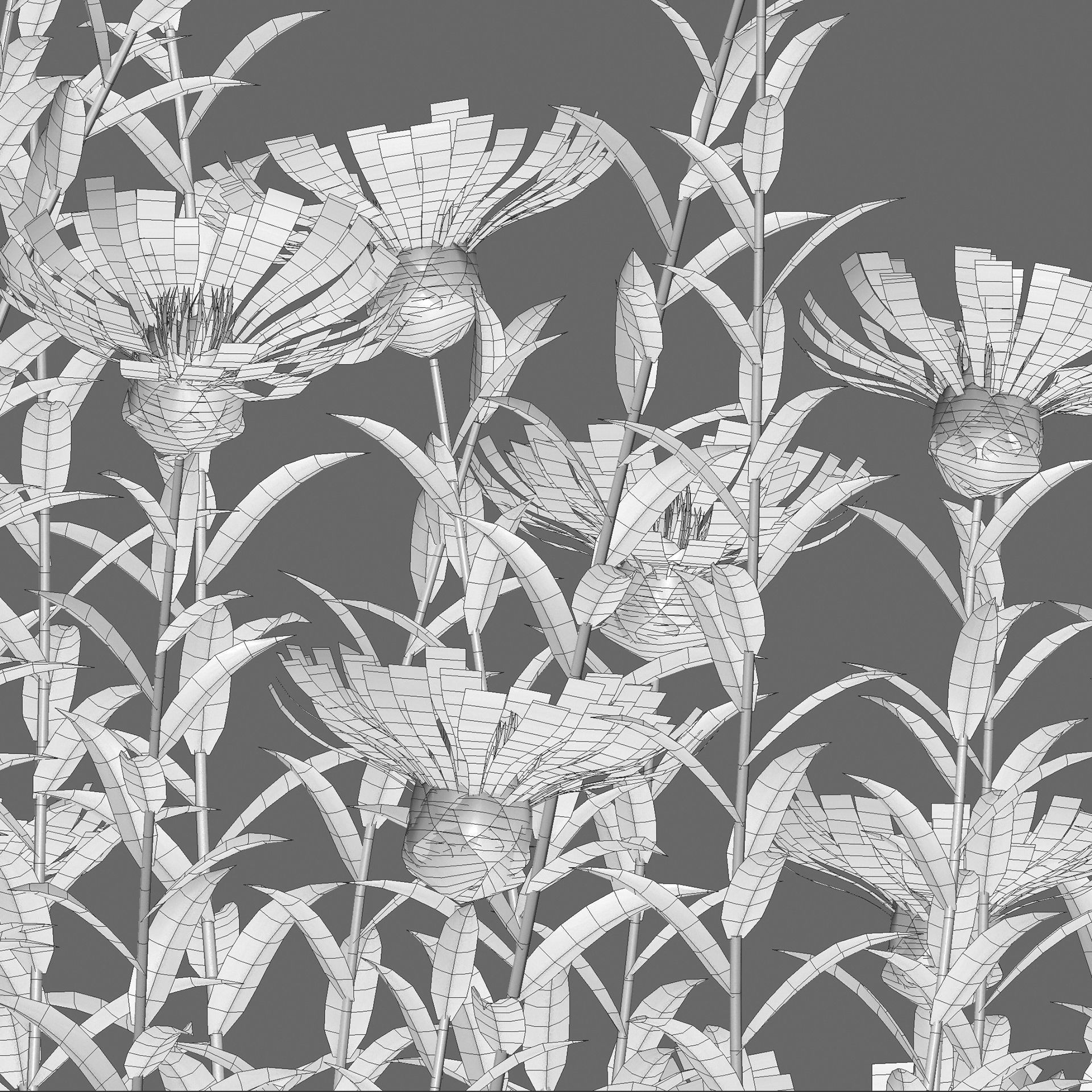 Centaurea - Cornflower - Bachelor button 01 3D model_3