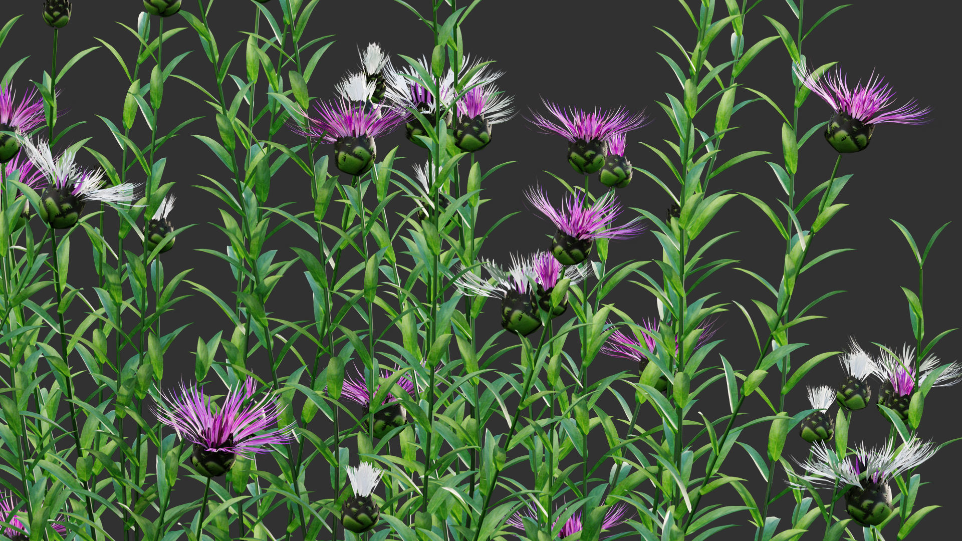 Centaurea - Cornflower - Bachelor button 01 3D model_8