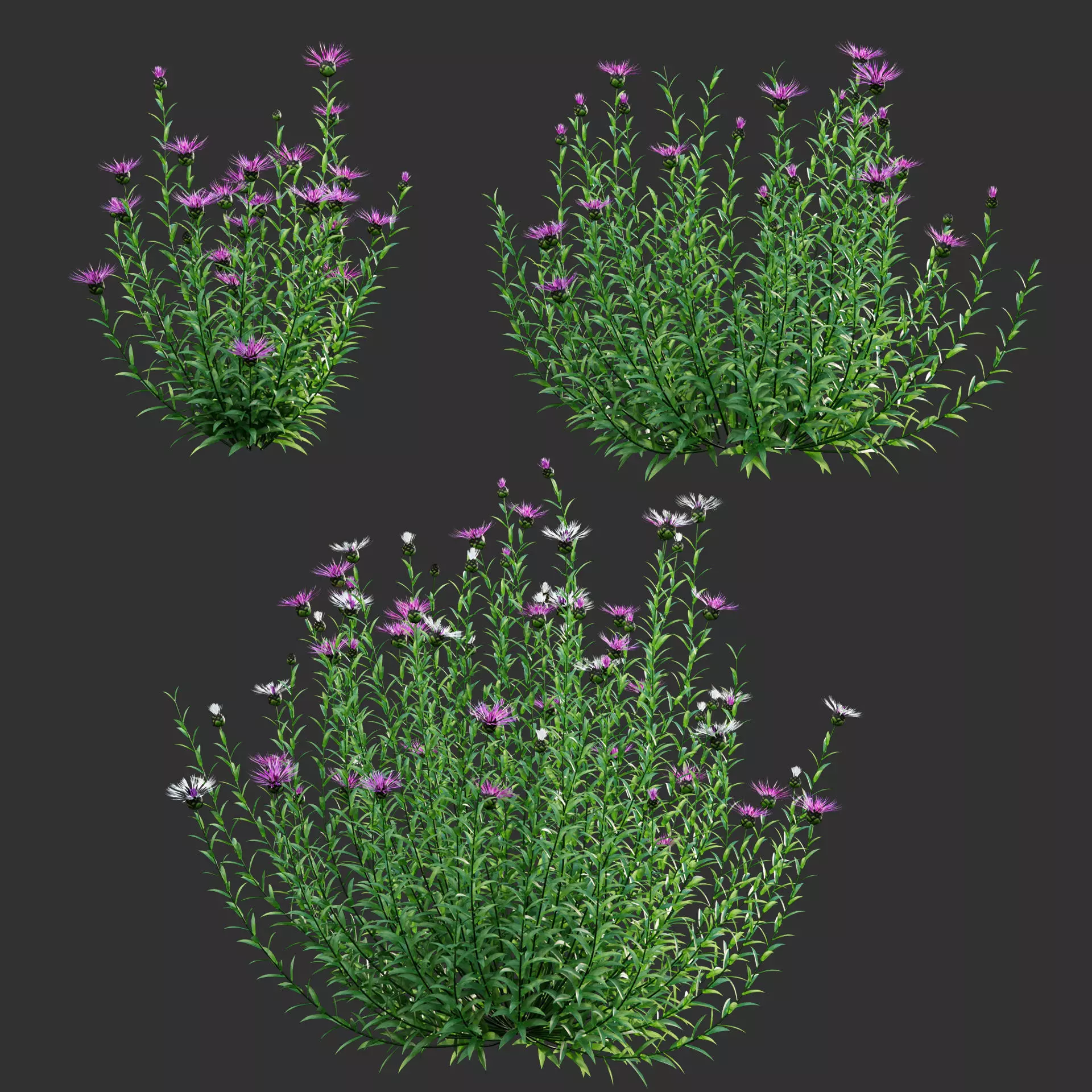 Centaurea - Cornflower - Bachelor button 01 3D model_0