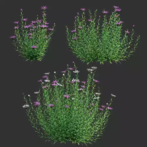 Centaurea - Cornflower - Bachelor button 01 3D model