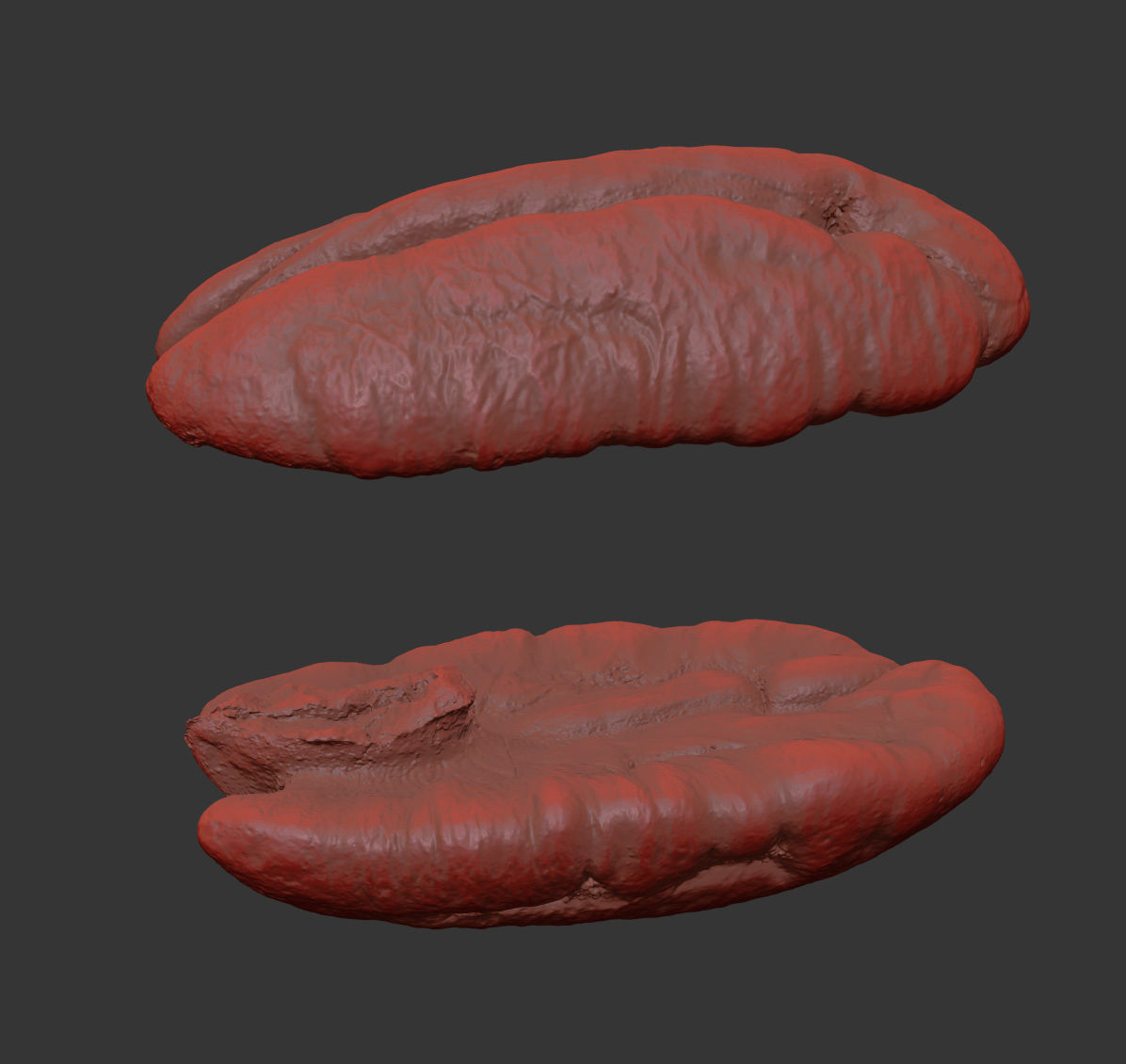 Pecan 3D model_7