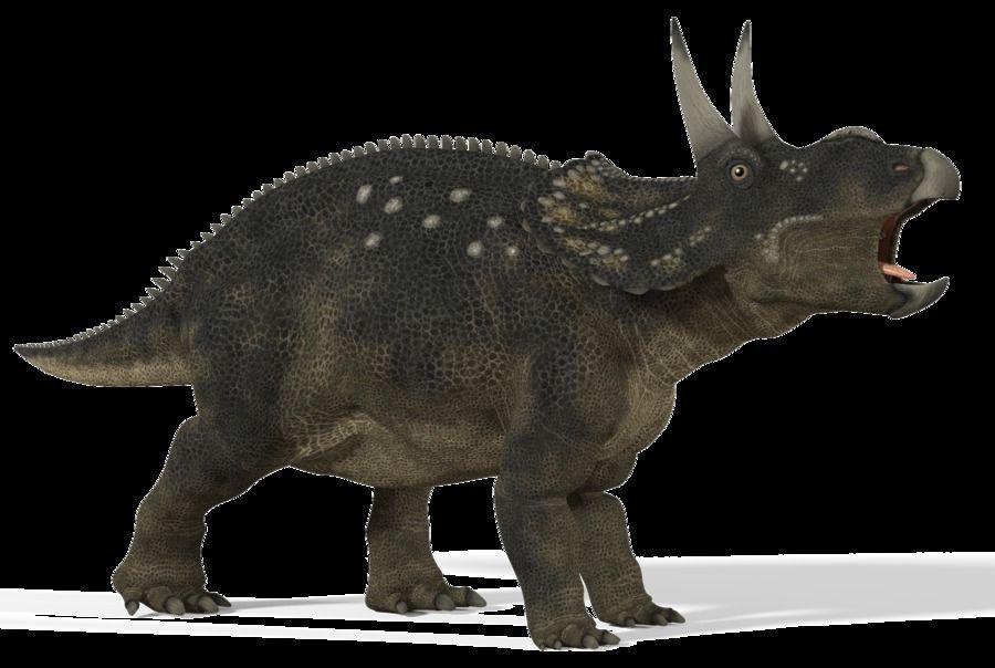 Diceratops Low-poly 3D model_6