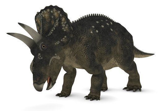 Diceratops Low-poly 3D model_5