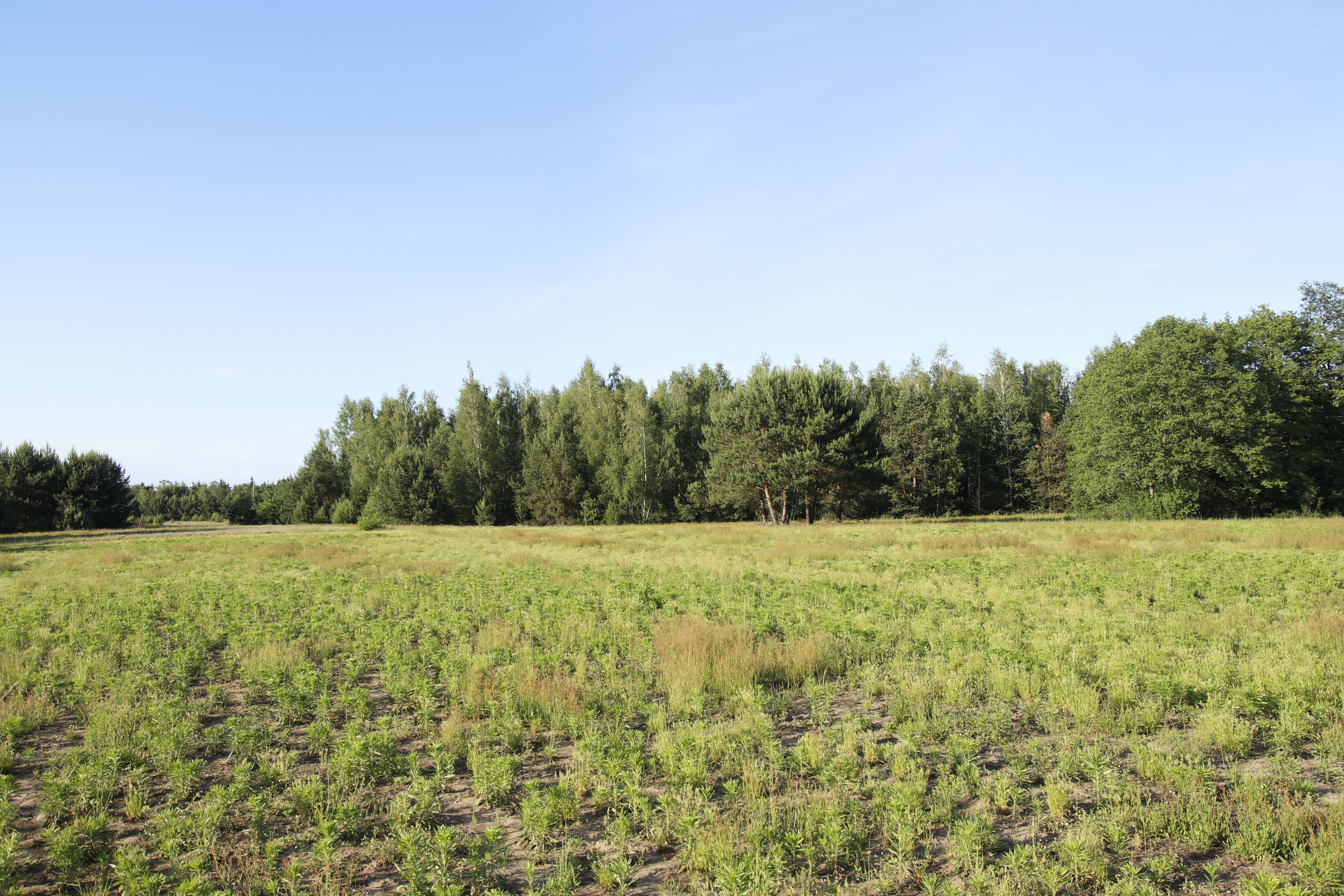 Forest Field HDRI - 17k - 29 EV - unclipped sun Texture_3