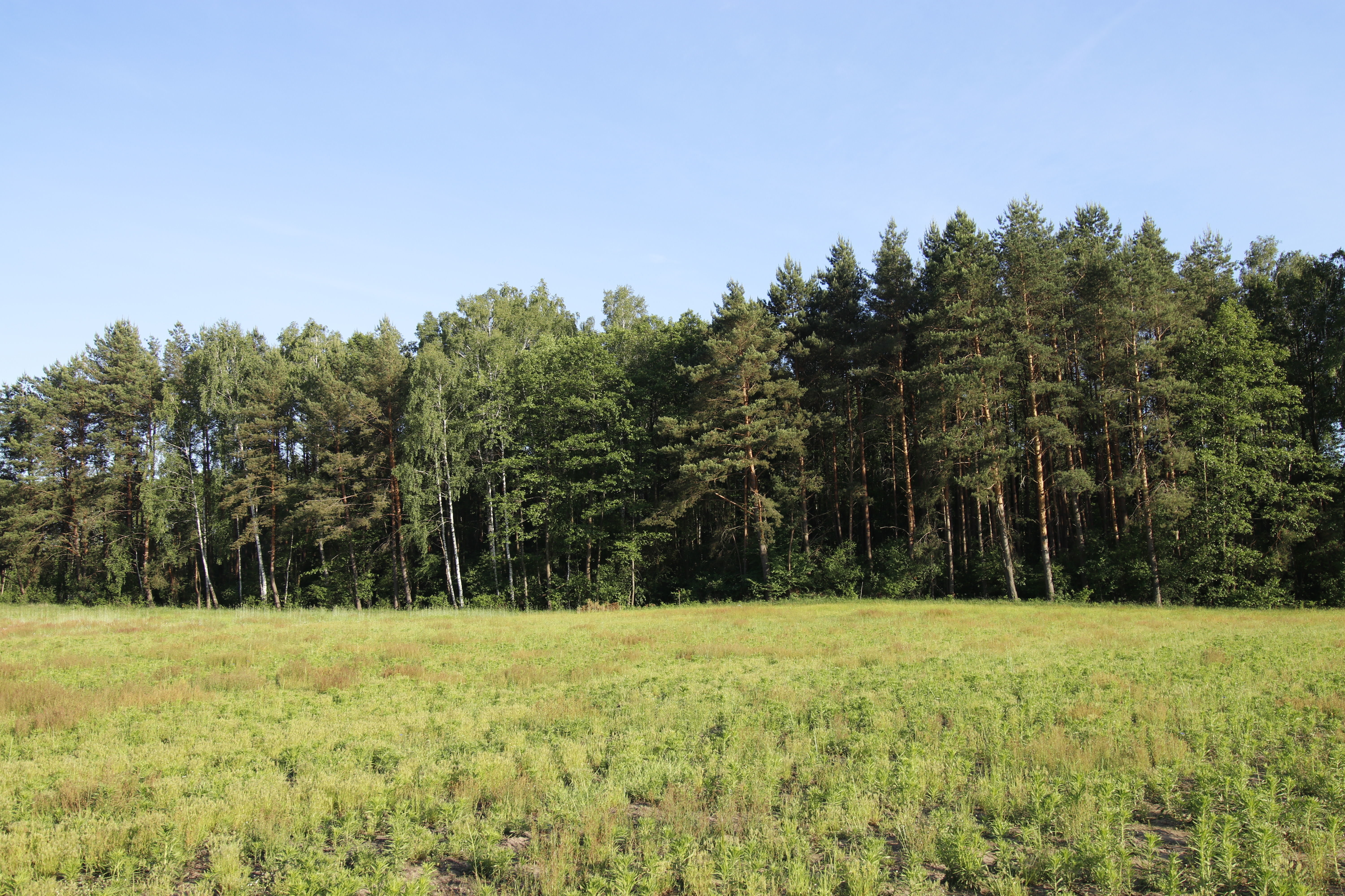 Forest Field HDRI - 17k - 29 EV - unclipped sun Texture_4