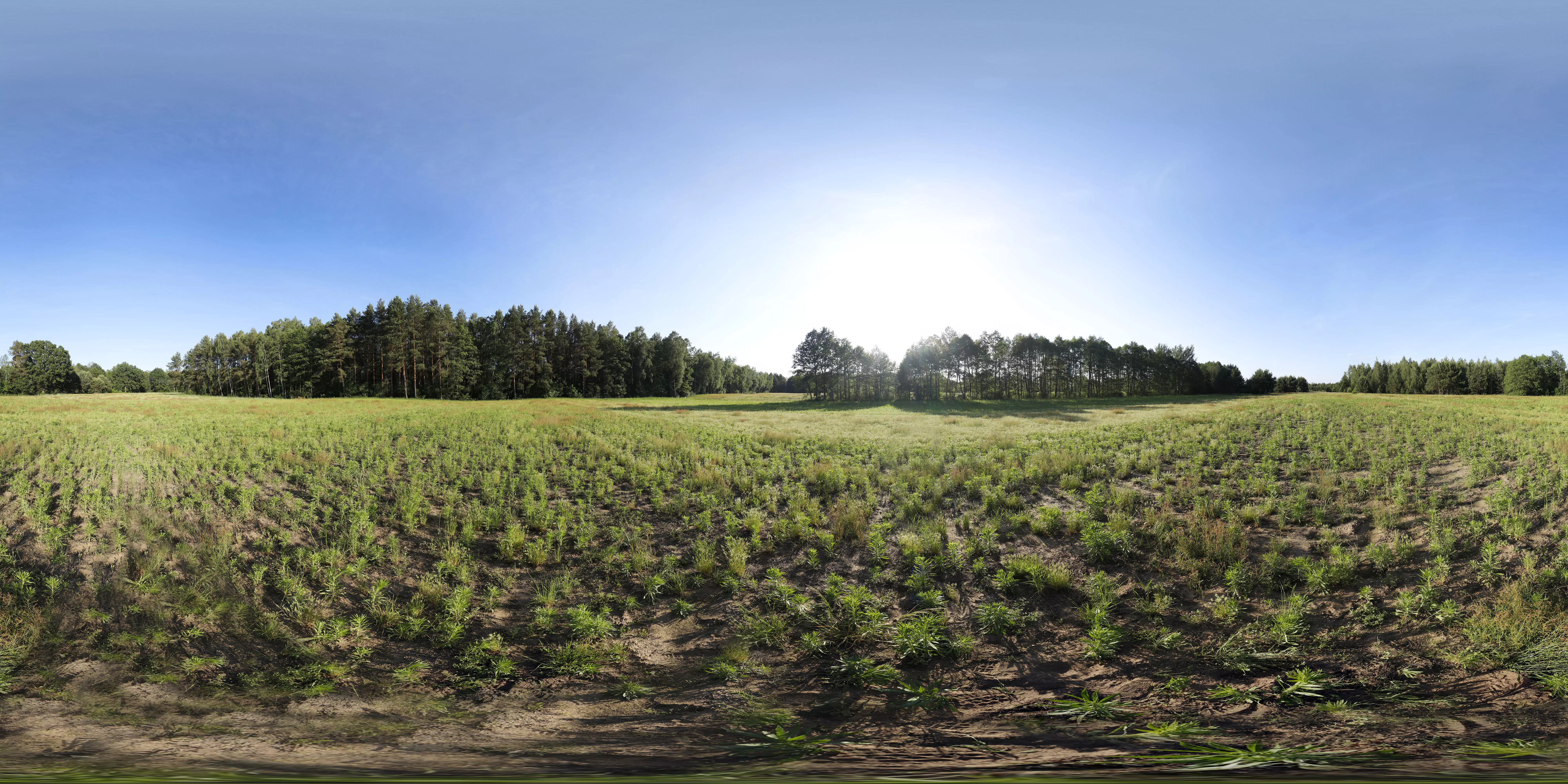 Forest Field HDRI - 17k - 29 EV - unclipped sun Texture_0