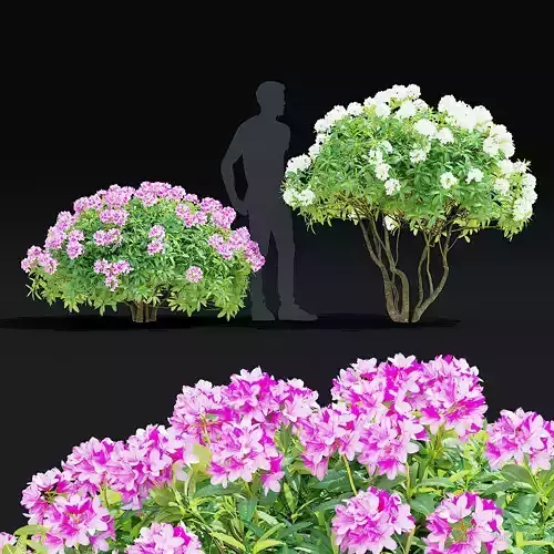 Rhododendron hybrida bush