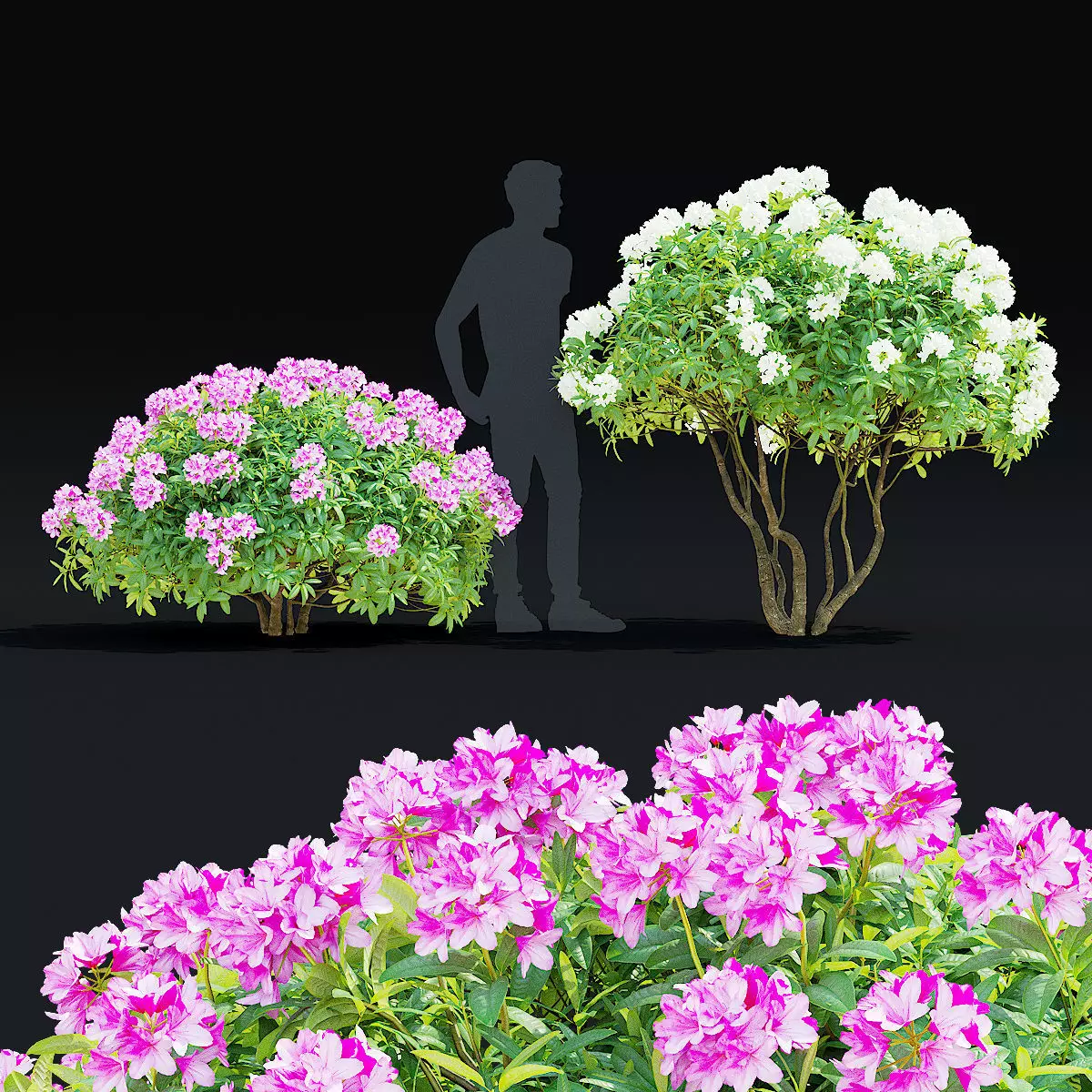 Rhododendron hybrida bush 3D model | CGTrader