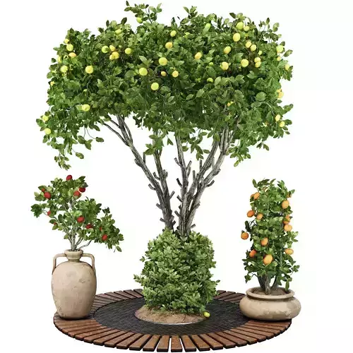 Decorative Garden Apple Tree and bush  122