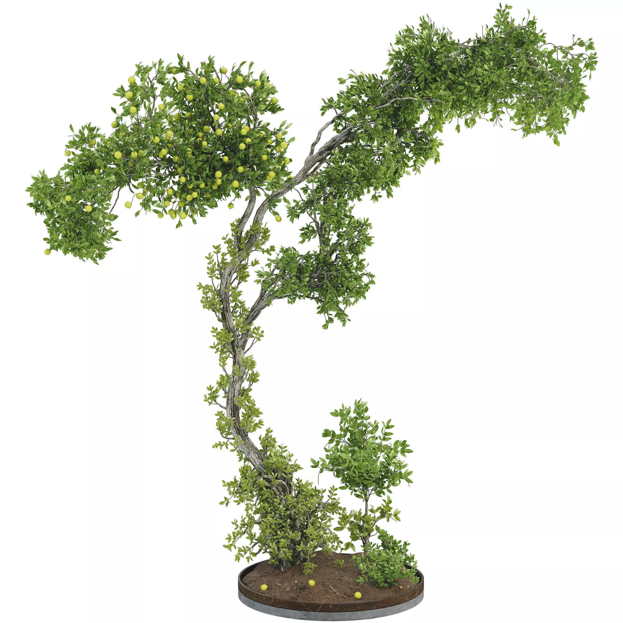 Garden lemon Tree and bush 123 3D model