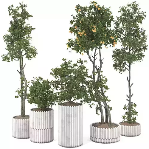 Indoor Potted Tree 124