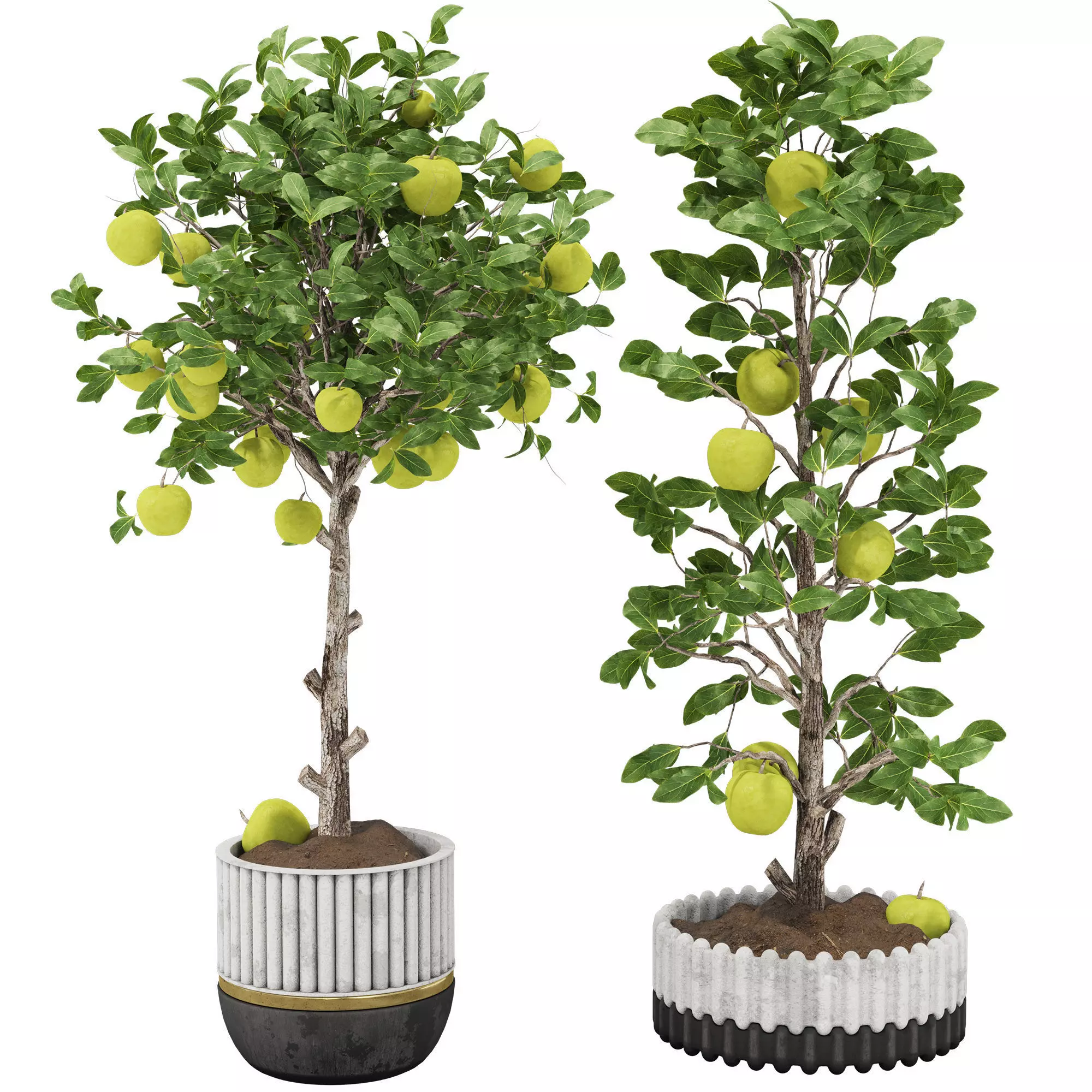 Indoor Apple Tree in Pot 125 3D model