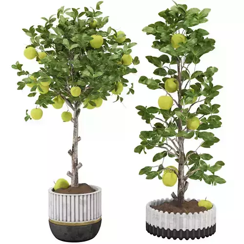 Indoor Apple Tree in Pot 125