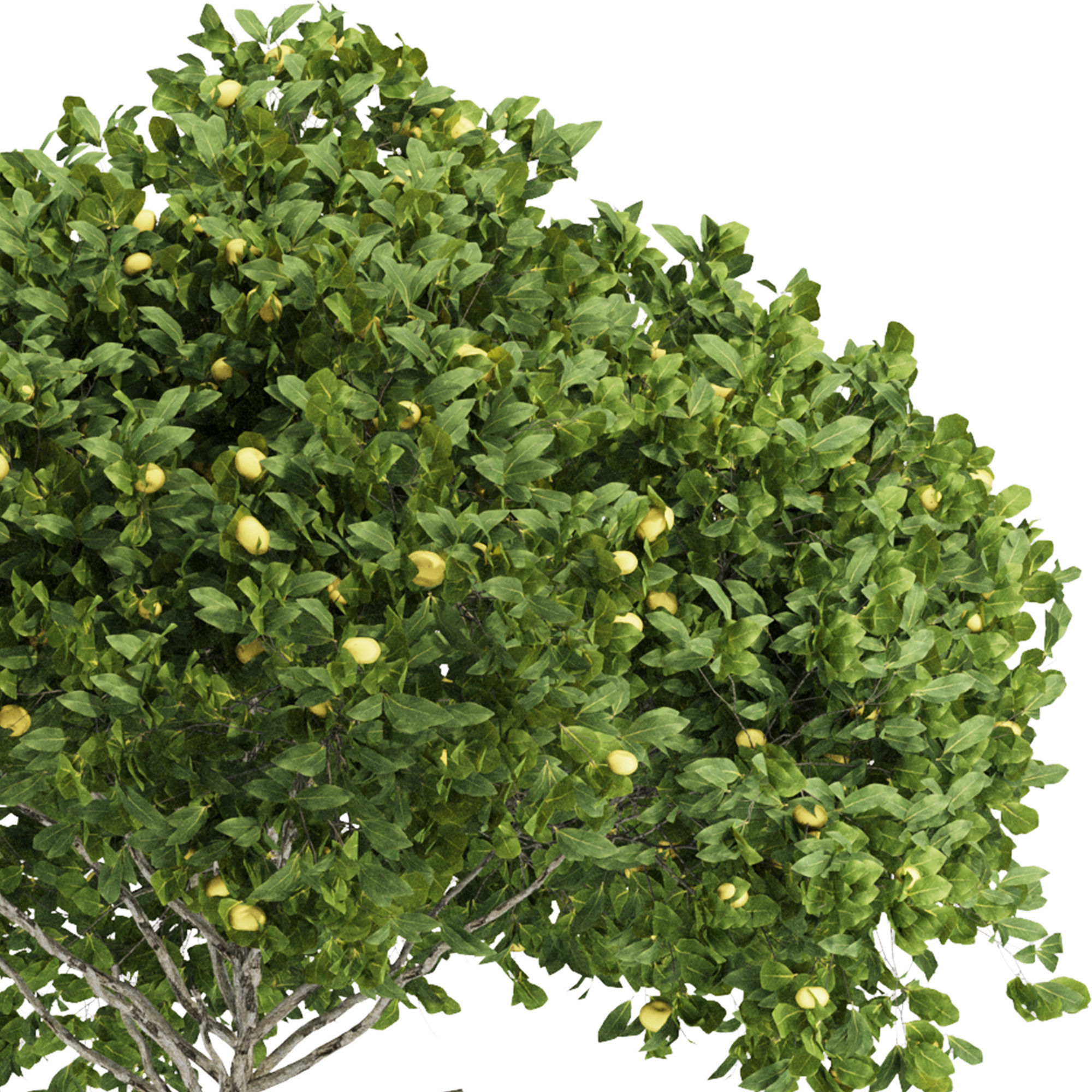 Garden Lemon Tree  126 3D model_3