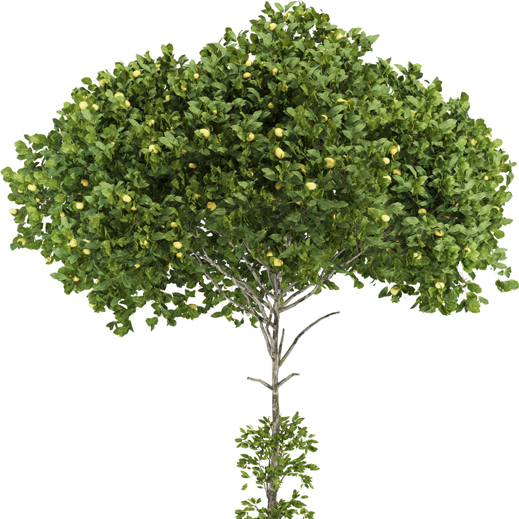 Garden Lemon Tree  126 3D model_2