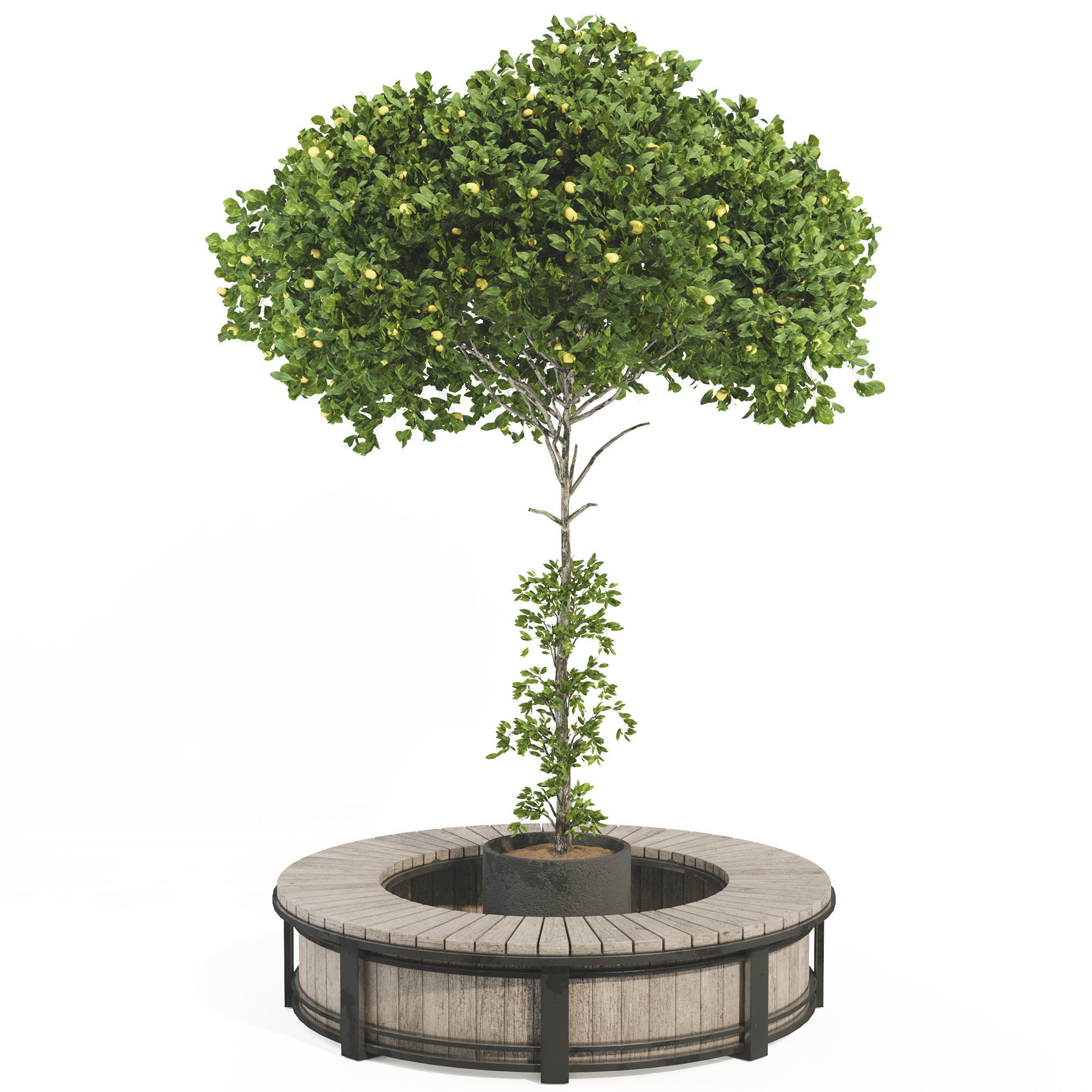 Garden Lemon Tree  126 3D model_1