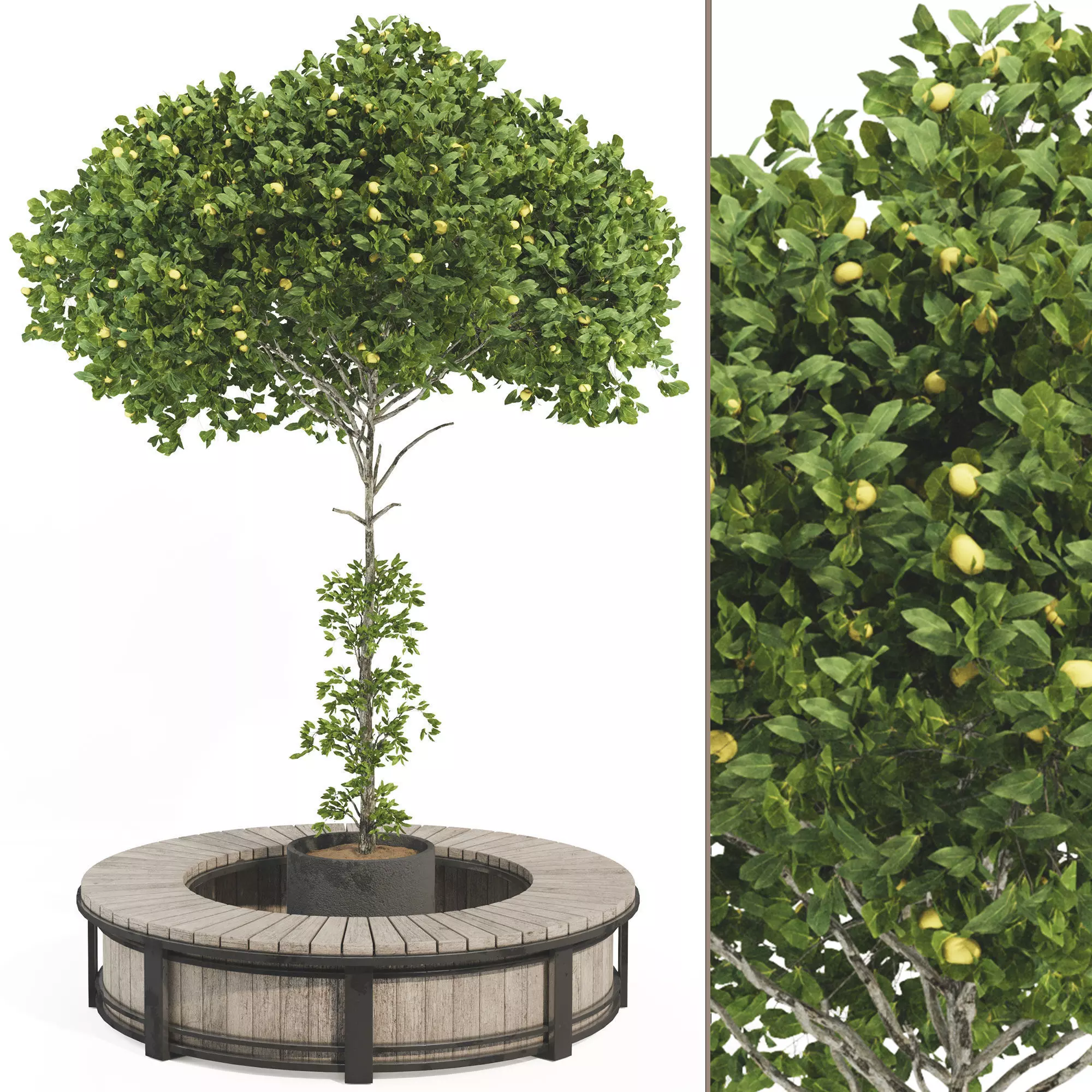 Garden Lemon Tree  126 3D model_0