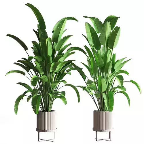 Indoor Plant Set 51
