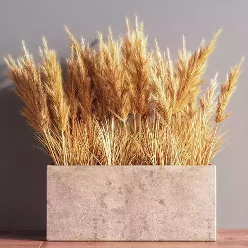 Indoor Plant Set 54  pampas