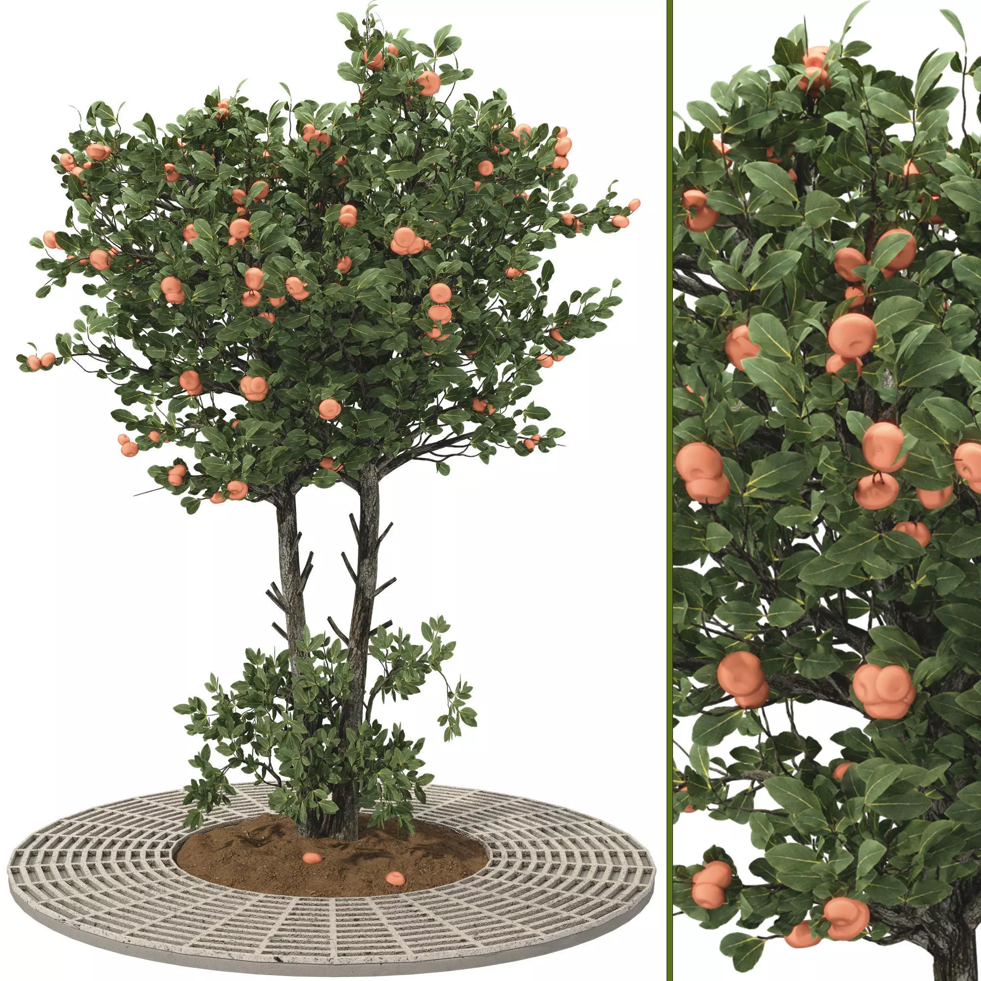 Outdoor Tangerine Tree 111 3D model
